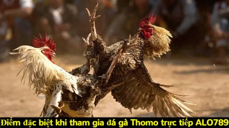 Trải nghiệm Alo789 đá gà Thomo trực tiếp siêu kịch tính 4 Điểm đặc biệt khi tham gia đá gà Thomo trực tiếp Alo789