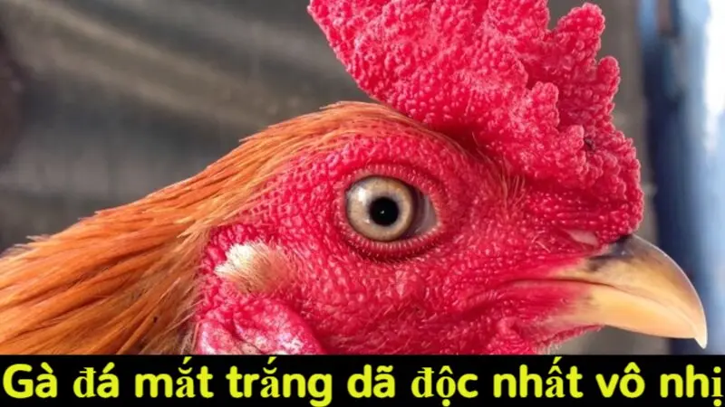 Đặc điểm chi tiết của gà mắt trắng và lý do nên lựa chọn 4 Gà đá mắt trắng dã độc nhất vô nhị