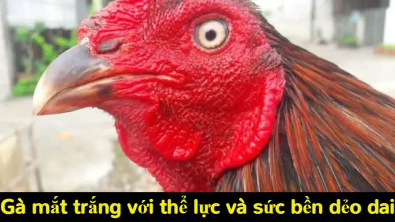 Đặc điểm chi tiết của gà mắt trắng và lý do nên lựa chọn 3 Gà mắt trắng với thể lực và sức bền dẻo dai