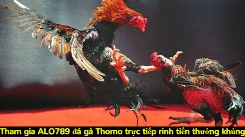 Trải nghiệm Alo789 đá gà Thomo trực tiếp siêu kịch tính 5 Tham gia Alo789 đá gà Thomo trực tiếp rinh tiền thưởng khủng