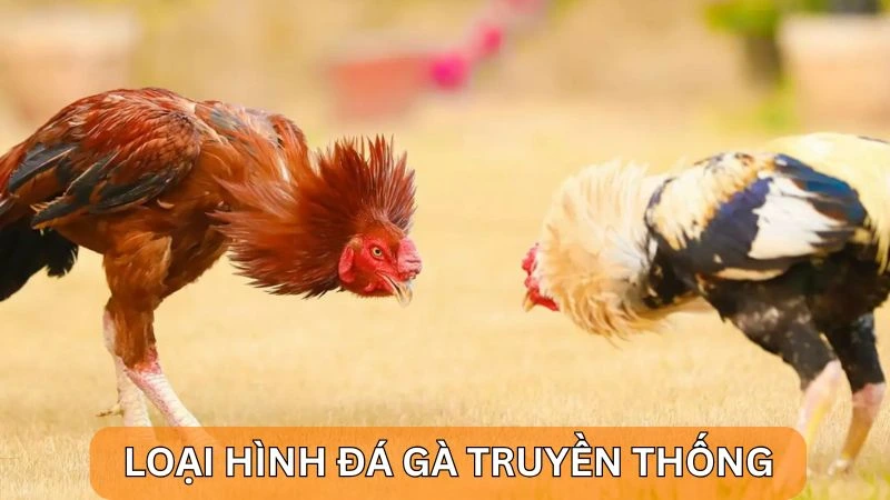 Alo789 đá gà trực tiếp: Cược chọi gà tại nhà cái uy tín 4 Alo789 đá gà trực tiếp và loại hình đá gà truyền thống