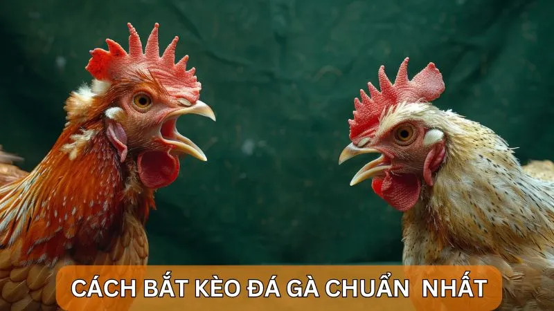 Cách bắt kèo đá gà Alo789: Kinh nghiệm từ cao thủ lâu năm 4 Cách bắt kèo đá gà chuẩn xác nhất