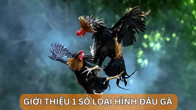 Alo789 đá gà trực tiếp: Cược chọi gà tại nhà cái uy tín 3 Giới thiệu 1 số loại hình đấu gà
