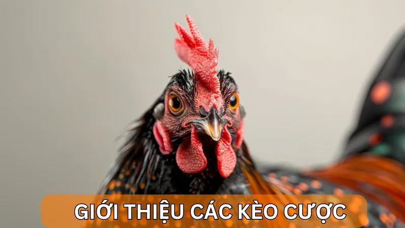 Cách bắt kèo đá gà Alo789: Kinh nghiệm từ cao thủ lâu năm 3 Giới thiệu các kèo cược có mặt tại Alo789