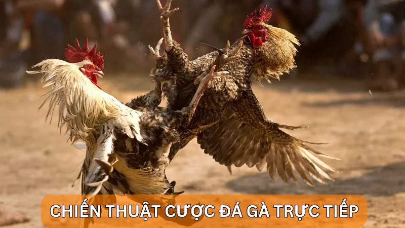 Alo789 đá gà trực tiếp: Cược chọi gà tại nhà cái uy tín 5 Gợi ý chiến thuật cược đá gà trực tiếp