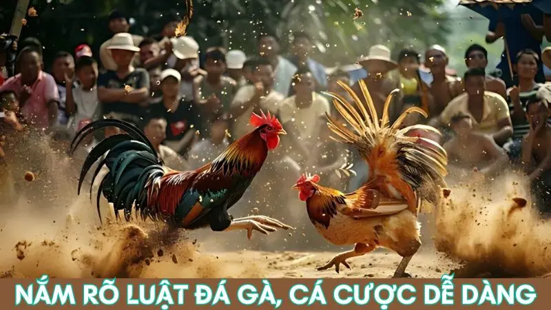 Các quy tắc trong luật đá gà trực tuyến tại nhà cái Alo789 5 Kinh nghiệm chơi cá cược đá gà thành công khi nắm rõ luật