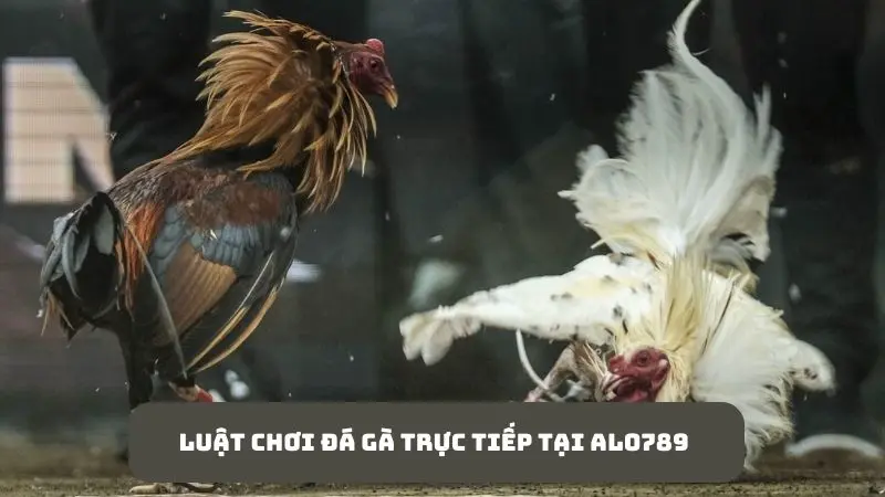 Alo789 đá gà trực tiếp hôm nay - Xem live bắt kèo siêu “Hot” 4 Quy định tân thủ cần nắm khi chơi đá gà tại Alo789
