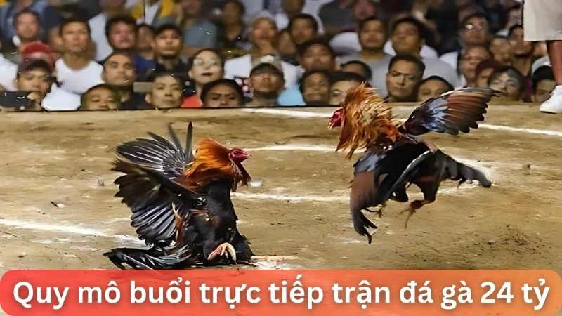 Khám phá buổi trực tiếp trận đá gà 24 tỷ cùng Alo789 3 Quy mô buổi trực tiếp trận đá gà 24 tỷ