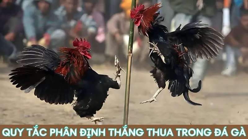 Các quy tắc trong luật đá gà trực tuyến tại nhà cái Alo789 3 Quy tắc phân định thắng thua khi đá gà Alo789