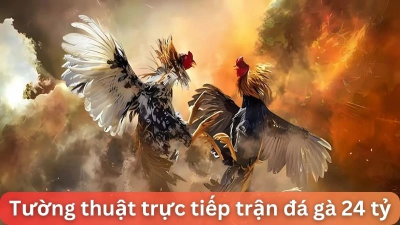 Khám phá buổi trực tiếp trận đá gà 24 tỷ cùng Alo789 5 Tường thuật trực tiếp buổi đá gà 24 tỷ