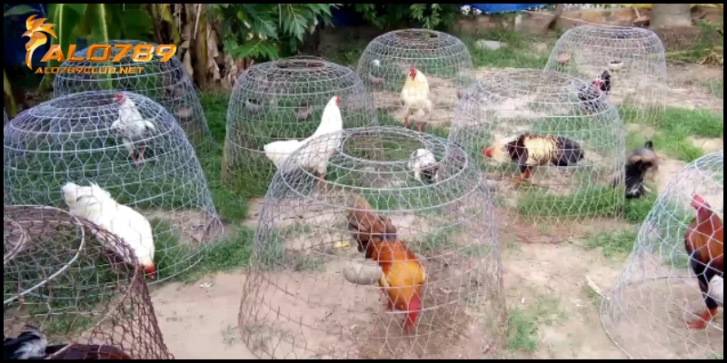 Làm giàu từ chăn nuôi gà đá kiếm thu nhập tiền tỷ mỗi tháng 4 Chăm sóc chiến kê khi làm giàu từ chăn nuôi gà đá