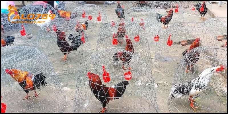 Làm giàu từ chăn nuôi gà đá kiếm thu nhập tiền tỷ mỗi tháng 2 Làm giàu từ chăn nuôi gà đá mang lại hiệu quả cao